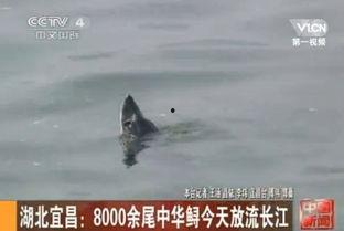 中华鲟是中国产的吗视频,源自中国的国宝级珍稀鱼类