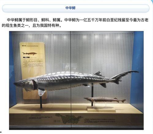 中华鲟是中国产的吗视频,源自中国的国宝级珍稀鱼类