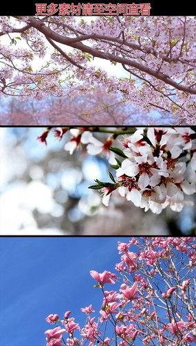 桃花在线国产视频,国产视频魅力绽放