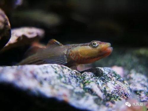 国产原生鱼养鱼视频,视频带你走进生态养殖新篇章