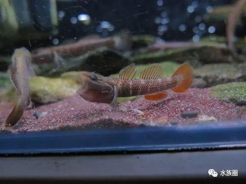 国产原生鱼养鱼视频,视频带你走进生态养殖新篇章