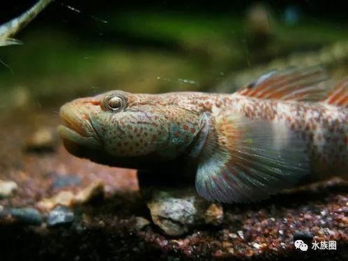 国产原生鱼养鱼视频,视频带你走进生态养殖新篇章